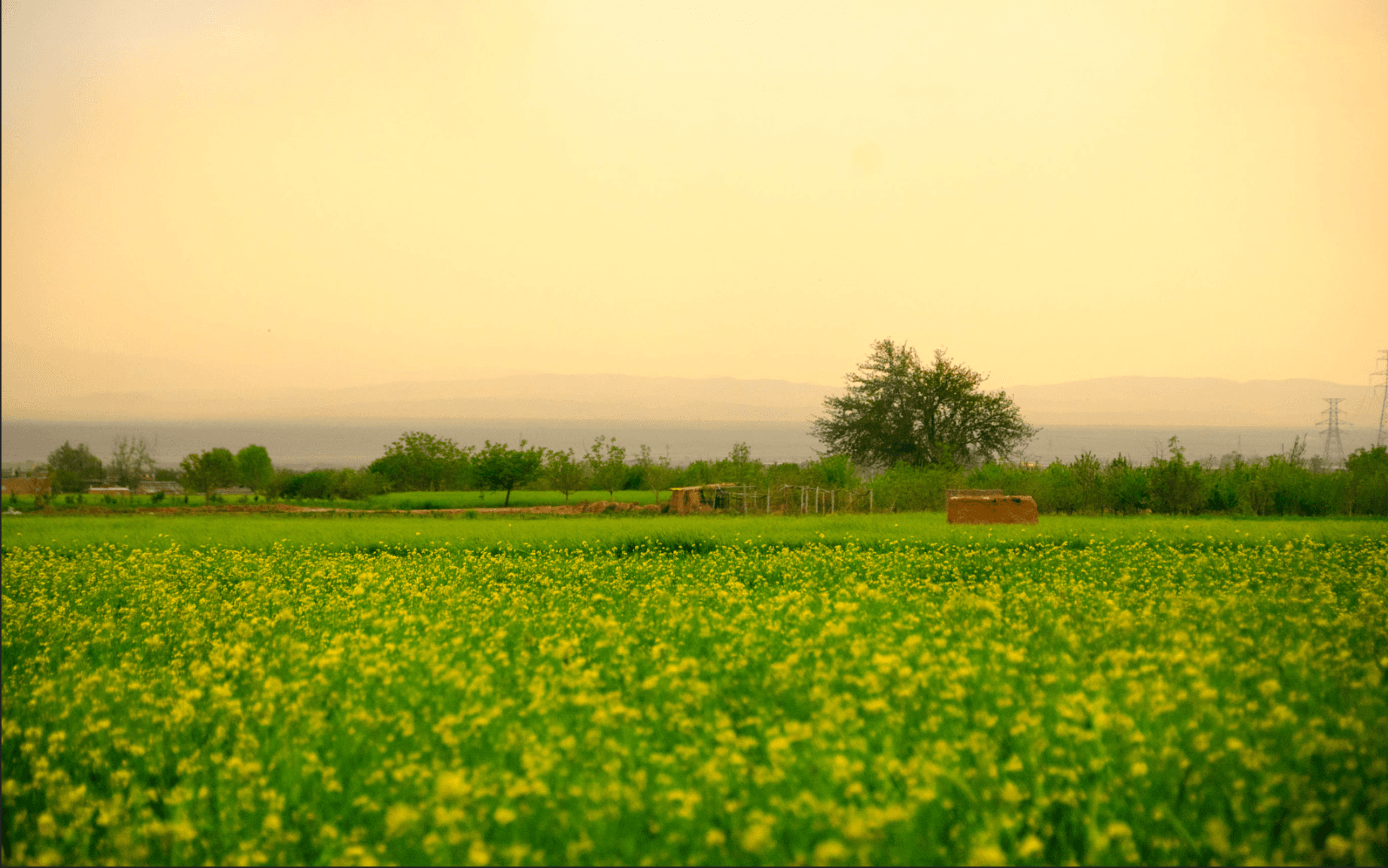 Mustard fields